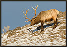 Bull Elk 5590 Thumbnail