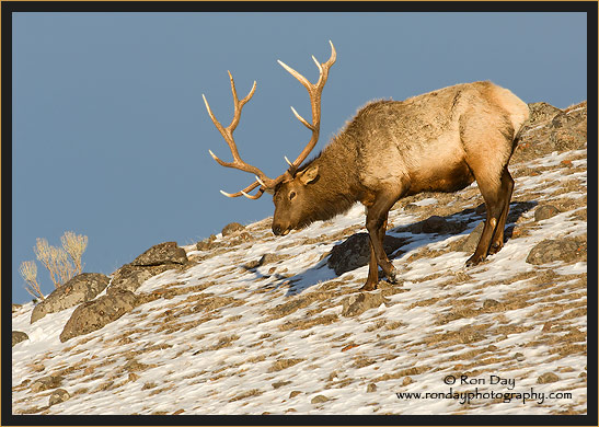 Bull Elk (Cervus elaphus), in Winter Snow