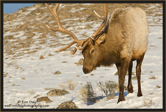 Bull Elk (Cervus elaphus), in Snow