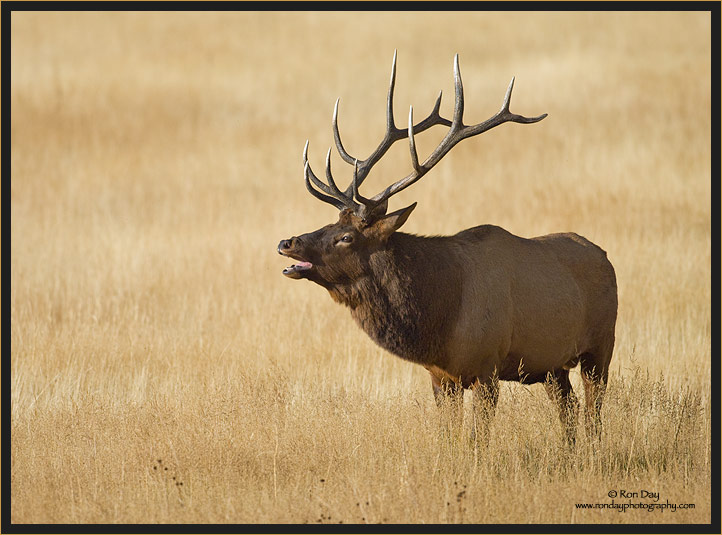 Bull Elk Bugling, Madison River, Yellowstone