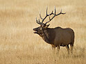 Bull Elk 583