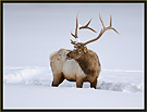 Bull Elk 6525 Thumbnail
