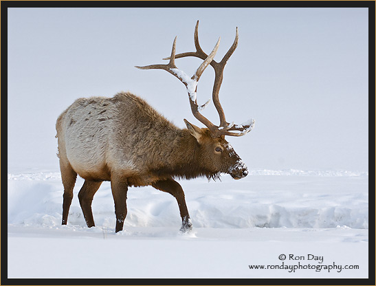 Bull Elk (Cervus elaphus), in Deep Snow