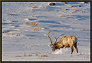Bull Elk 6953 Thumbnail