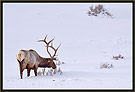 Bull Elk 7053 Thumbnail