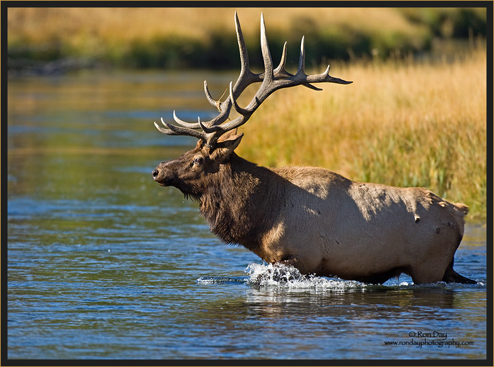 Bull Elk Crossing Madison River, Yellowstone NP