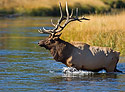 Bull Elk 9964