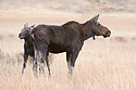 Moose Cow and Calf 