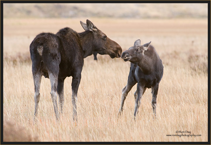 Cow and Calf Moose, Grand Teton NP