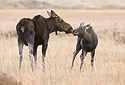 Moose Cow and Calf