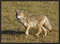 Coyote 4291 Thumbnail