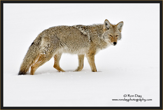 Coyote (Canis latrans), Yellowstone Winter
