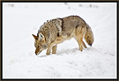 Coyote 4715 Thumbnail