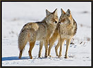 Coyote Couple 5342 Thumbnail