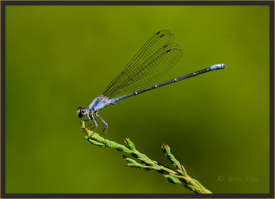 Blue Damselfly (Odonata)