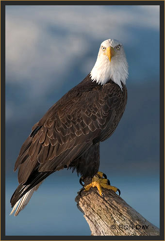 Bald Eagle,  Cook Inlet