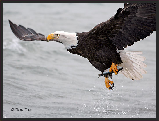 Bald Eagle Flying Fish in Talons