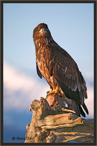 Juvenile Bald Eagle at Sunrise