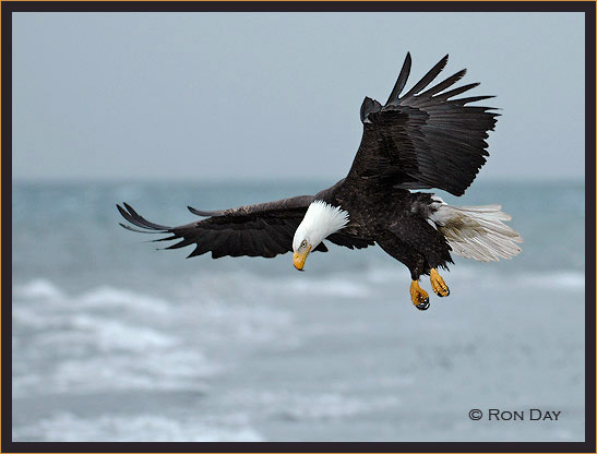 Bald Eagle Landing at Cook Inlet