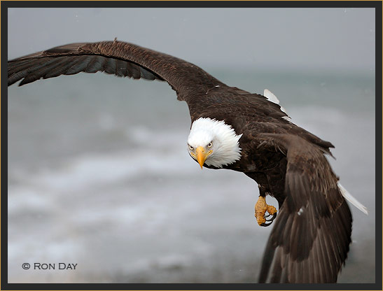 Bald Eagle Flying, Cook Inlet
