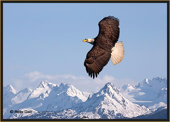 Bald Eagle Flying Over Kenai Peninsula, Alaska