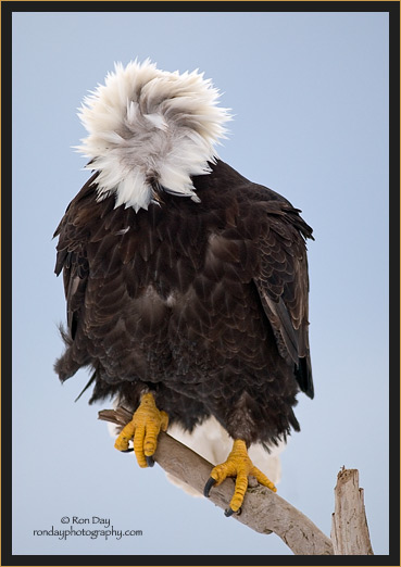 Bald Eagle with Head Turned Away from Wind