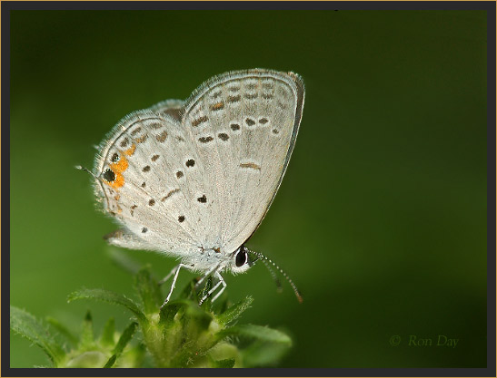 Tiny Gray Butterfly with Orange Marks on Trailing Edge of Hind Wing