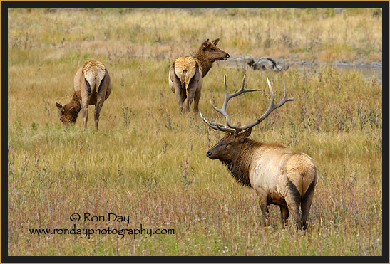 Elk (Cervus elaphus), Yellowstone