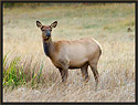 Elk Cow 3470 Thumbnail