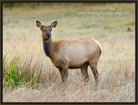 Elk Cow (Cervus elaphus), Yellowstone