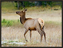 Elk Cow 3483 Thumbnail