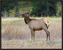 Elk Cow 3492 Thumbnail
