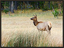 Elk Cow 3497 Thumbnail