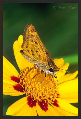 Fiery Skipper Butterfly on Coreopsis