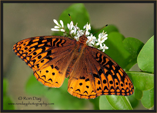 Great Spangled Fritillary Butterfly (Speyeria cybele)