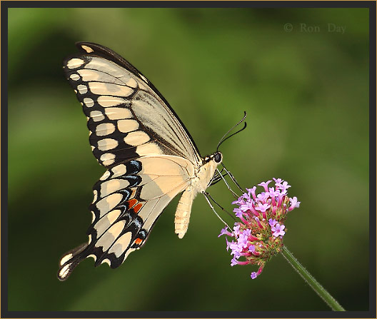 Giant Swallowtail Butterfly (Heraclides cresphontes)
