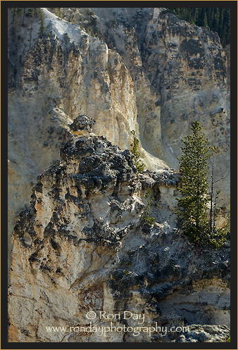 Lone Tree in Rocky Terrain at Yellowstone