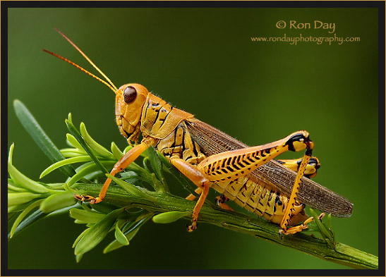 Differential Grasshopper (Melanoplus differentialis)