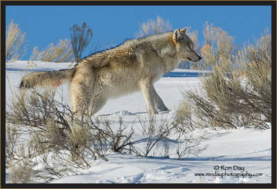 Gray Wolf (Canis lupus), Yellowstone Winter