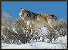 Gray Wolf 5316 Thumbnail