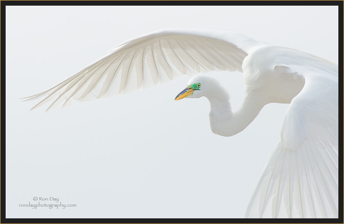 Great Egret in Breeding Plumage Flying