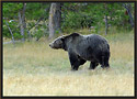 Grizzly Bear 3564 Thumbnail