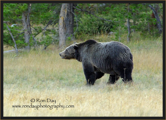 Grizzly Bear (Ursus arctos), Yellowstone