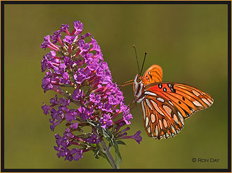 Gulf Fritillary Butterfly on Butterfly Bush