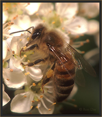 Honey Bee (Apis mellifera), on Pyracantha