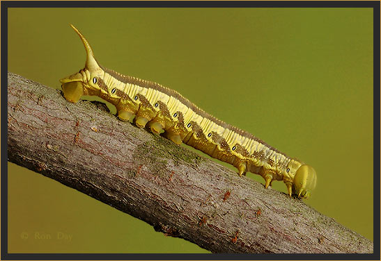 Horned Caterpillar on Branch
