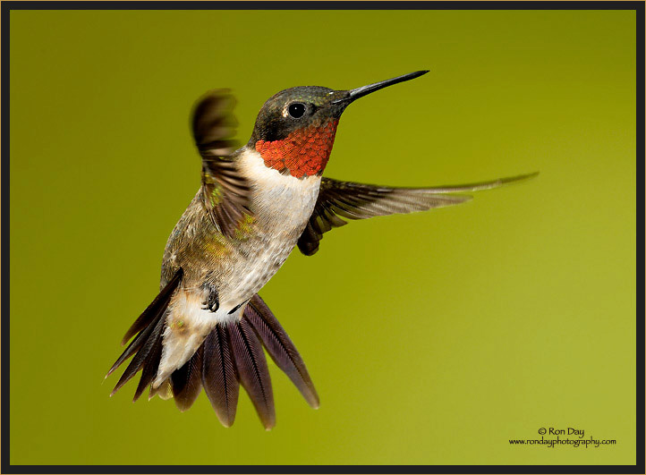 Ruby-throated Hummingbird Male (Archilochus colubris)