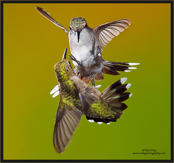 Ruby-throated Hummingbirds Fighting,  (Archilochus colubris)