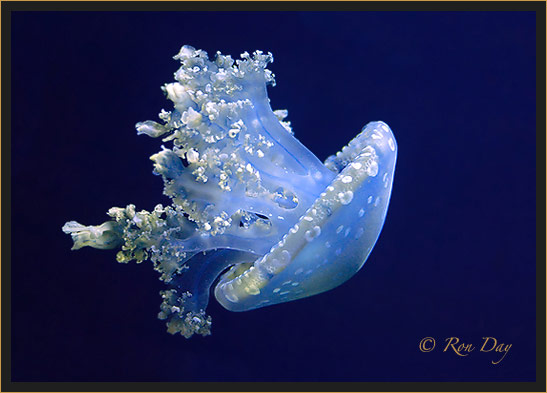 Palau Spotted Jellyfish (Aquarium)