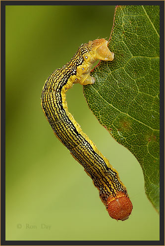 Linden Looper Caterpillar